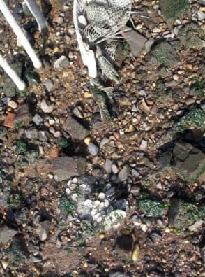 Oyster Restoration NYC