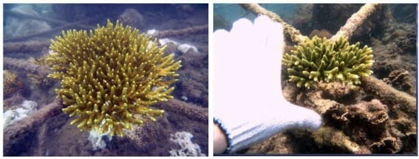 Koh Samui Bleaching Survival