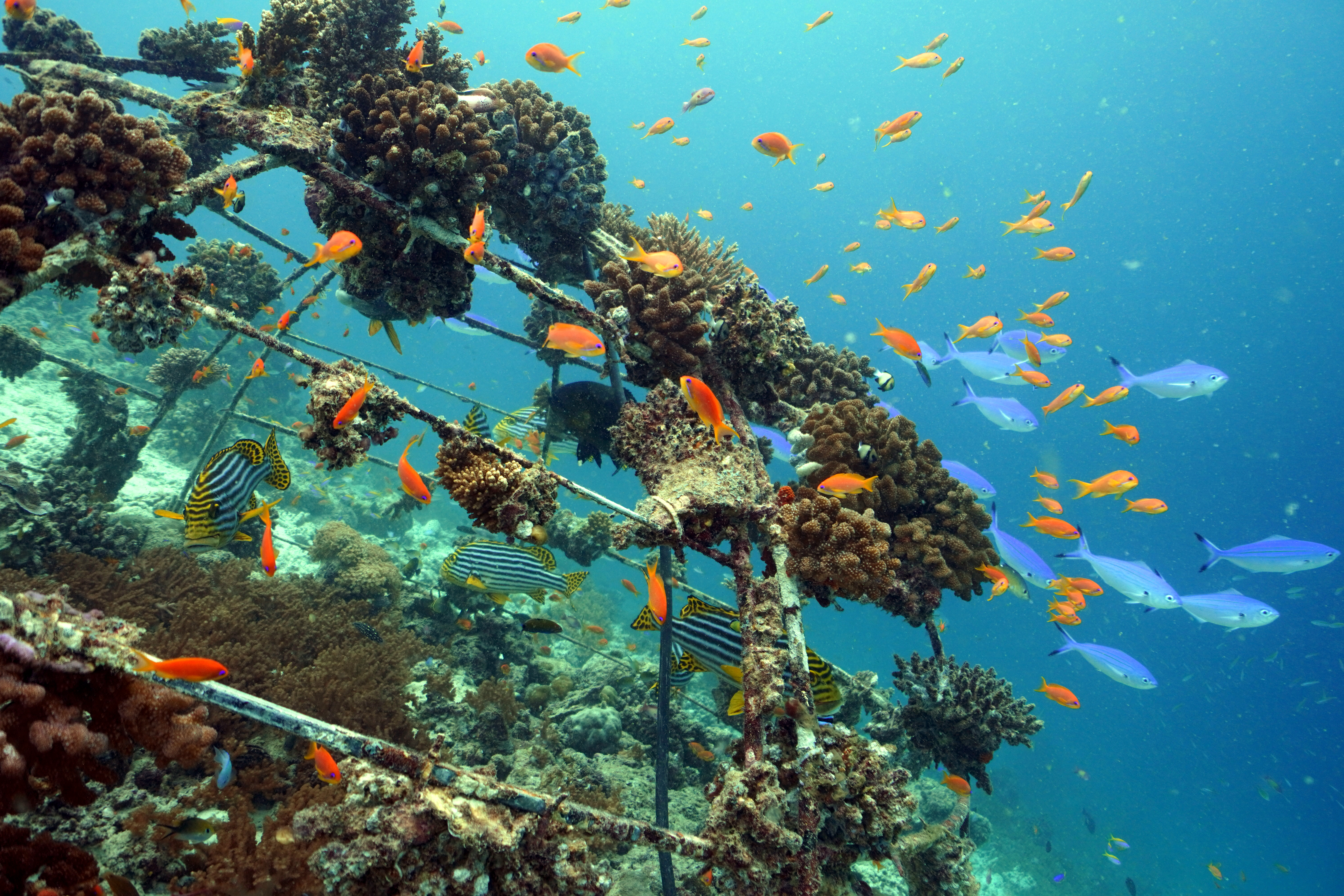 The Biorock Story: Regenerating Coral Reefs