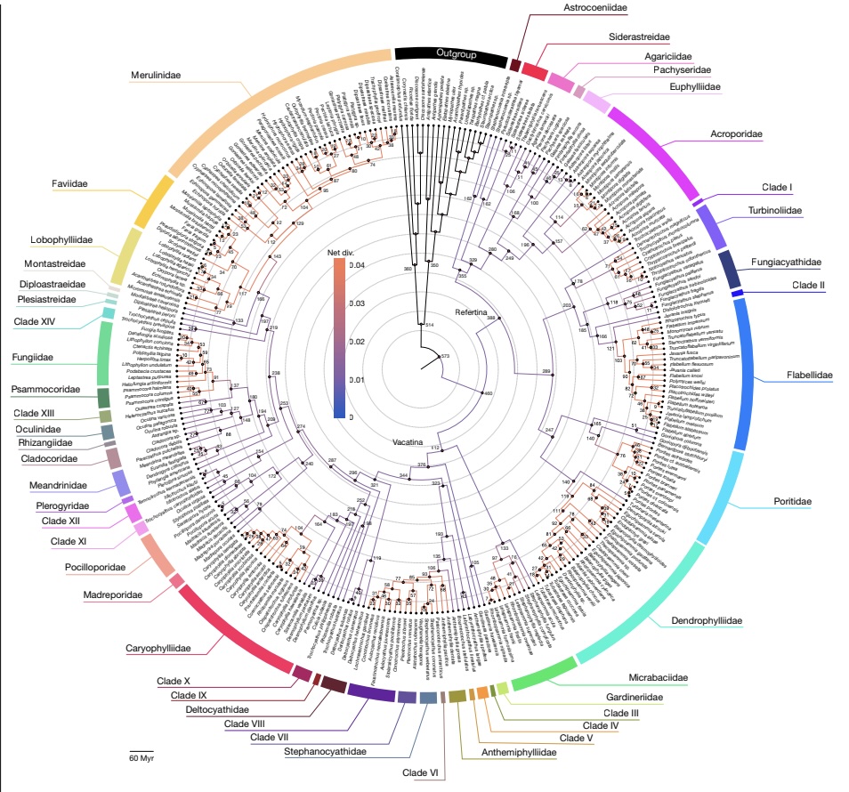CORAL HISTORY & Evolutionary Lineage