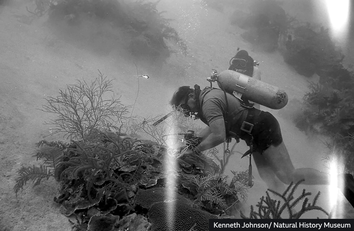 OLDEST CORAL REEF PHOTOS & Long-Term Monitoring