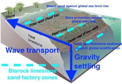Growing Coralline Algae Sand Against Global Warming